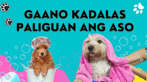 nagpaiyot sa aso|Mga Tips para sa Tamang Pag.